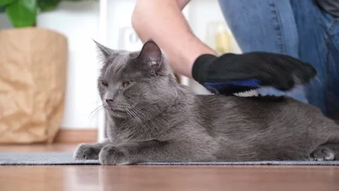 A man combs the cat's fur with special glove and comb. Stock Footage 188319904