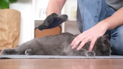 A man combs the cat's fur with special glove and comb. Stock Footage 190096049
