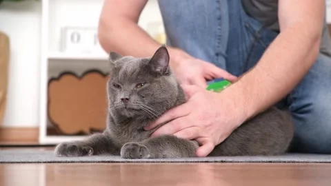A man combs the cat's fur with special glove and comb. Video stock 190099593