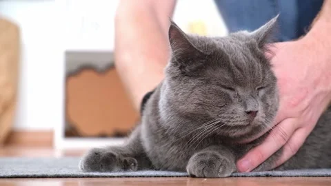 A man combs the cat's fur with special glove and comb. Stock Footage 193121535