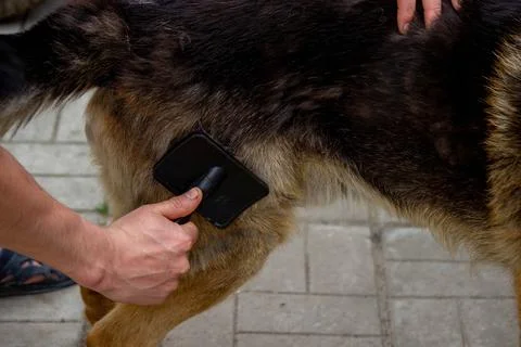A man combs a dog's fur. Selective focus Stock Photos