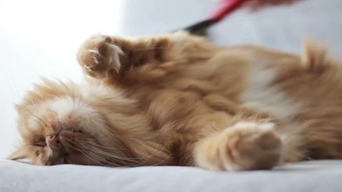 The Man Combs A Dozing Cat's Fur. Yellow Cat Lies On Cocuh Stock-Footage 97277141