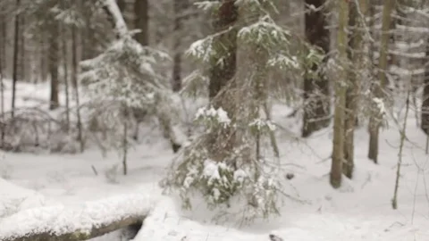 Man Comes With a Large Heavy Log Over the Winter Forest 스톡 동영상 73655219