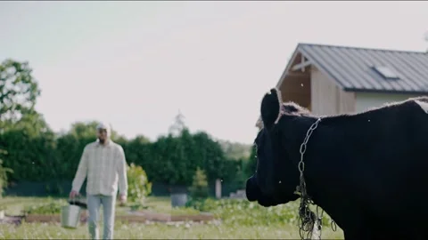 Man comes to pet a cow in the backyard at sunset Vídeo Stock 199870090