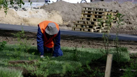 Man compacts green turf rolls with hands standing on knees Stock Footage 243572133