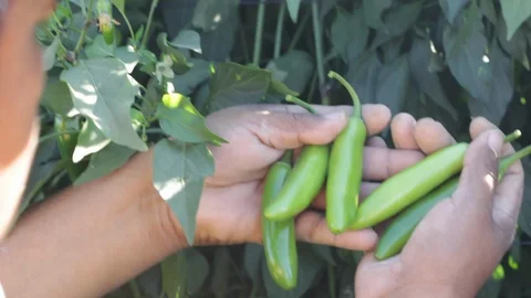 Man comparing serrano peppers in his hands Stock Footage 130050370