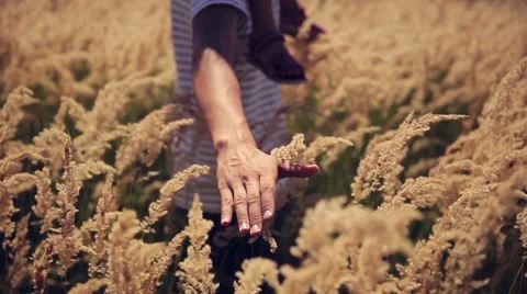 Man conducts the hand on the grass Stock Footage 58697023