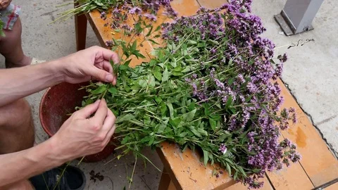 Man connects the bunches of herbs with each other 스톡 동영상 80359085