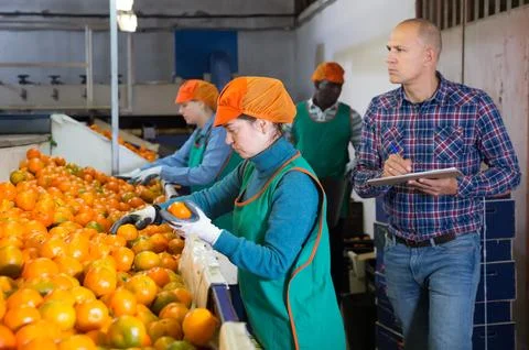 Man controlling process of sorting of mandarins Stock Photos