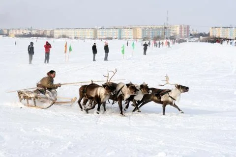 A man controls the deer while riding on the Yamal 스톡 사진