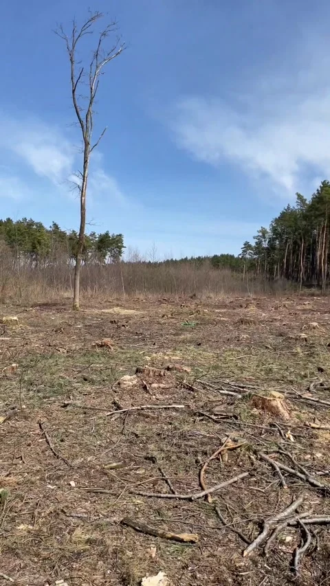 Man controls the FPV drone. an fpv drone flying trough a tree Stock Footage 302923013