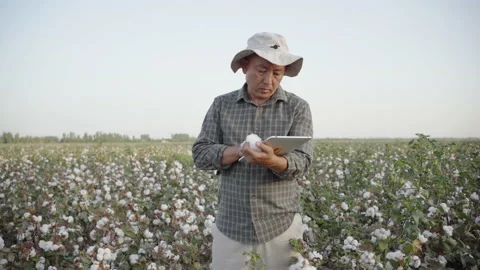 Man in cotton field with tablet Stock Footage 149071707