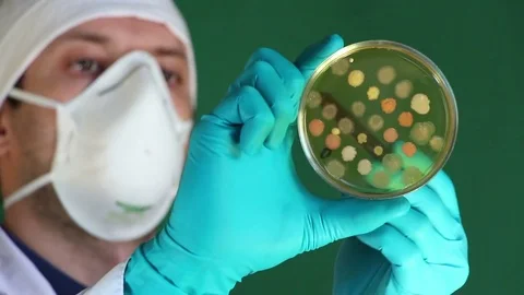 A man counts colorful microbial colonies on  petri dish Stock Footage 73549860