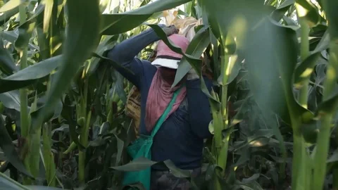 Man covered with cloth on his face works in the harvest of corn in Latin America Stock Footage 123799602