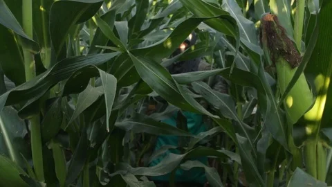 Man covered with cloth on his face works in the harvest of corn in Latin America Stock Footage 123799624
