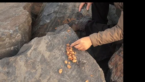 Man cracking fresh tasty almonds with stone on the rocks Stock Footage 116812246