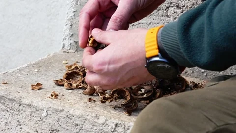 Man Cracking Walnuts With Hammer And Peeling By Hand Stock Footage 330950129