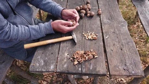 Man cracking walnuts with hammer on wooden table outdoor Stock Footage 345138730