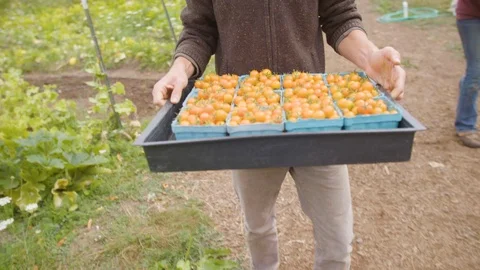 Man with crate of cherry tomatoes walking in field Stock Footage 87805175