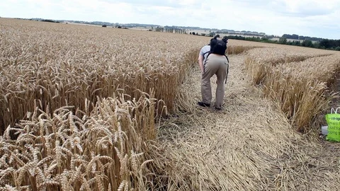 Man in crop circle Stock Footage 99434539