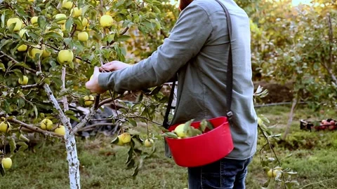 Man crop picking apples in orchard garden in village during autumn harvest Stock Footage 167178881