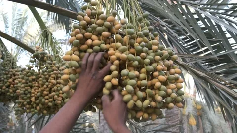 A man crops the dates fruits Stock Footage 158383556