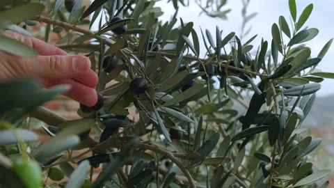Man crops olive fruit from olive tree branches in the garden in Georgia Stock Footage 236631414