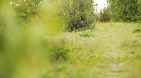 Man cross country running in summer forest Stock Footage 59181954