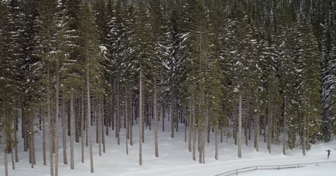 Man Cross-Country Skiing In Front Of The Pine Tree Forest Stock Footage 71035172