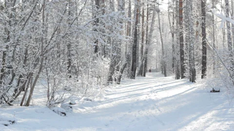 Man crosses the path Stock Footage 37108044