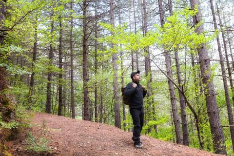 A man crosses the path in the forest of wild pines Stock Photos