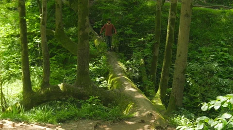 Man crossing bizarre bridge tree in batumi botanical garden Video stock 51370279