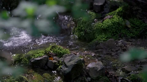 Man crossing small water stream in forest 스톡 동영상 233880190