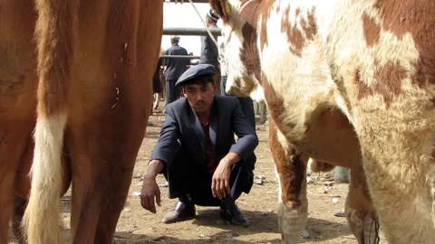  man crouched down inspecting cows at Kashgar agricultural market Vidéo 131042522