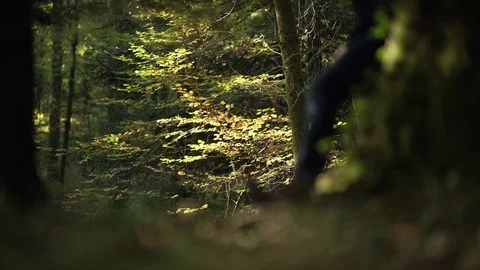A man is crouching behind a tree, backlit by the sun, seems to look for Stock Footage 97665980