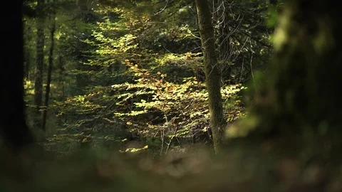 A man is crouching in slowmotion behind a tree, backlit by the sun, seems Stock Footage 97665957