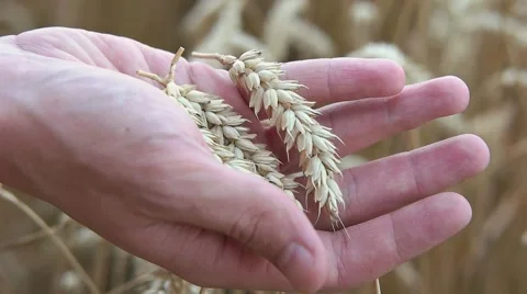 Man crumples ears of wheat closeup Stock Footage 65217313