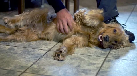 A man is cuddling his cocker  dog Stock-Footage 55256881