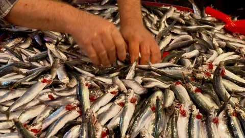Man Culling Out Fish At The Fish Stall In The Fish Market Stock Footage 103843808