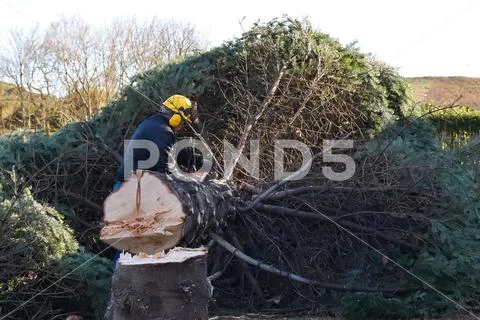 The man cut down a large fir. Concept: profession woodcutter Stock Photos