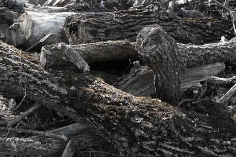 Man cut down trees and branches Stock Photos