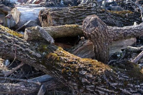 Man cut down trees and branches Stock Photos