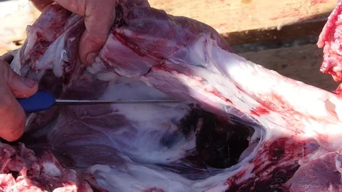 Man cut with a knife, chunks of meat from pigs that have sacrificed in Stock Footage 70690979