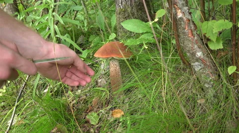 A man cut off a large white mushroom in a green grass Stock Footage 59081473