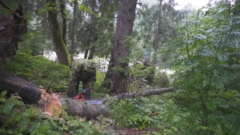 Man cut tree chainsaw Stock Footage 93130438