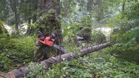 Man cut tree chainsaw Stock Footage 93131349