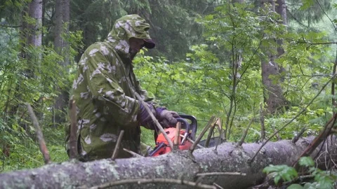 Man cut tree chainsaw Stock Footage 93131600