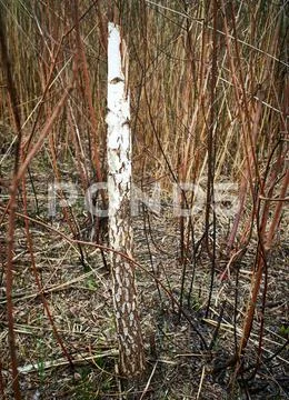 Man cut a tree with a saw and thus destroys nature Stock Photos