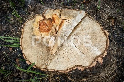 Man cut a tree with a saw and thus destroys nature Stock Photos