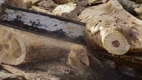 Man cut trees using an electrical chainsaw. Lumberjack using a chainsaw machine 库存影片 336570018